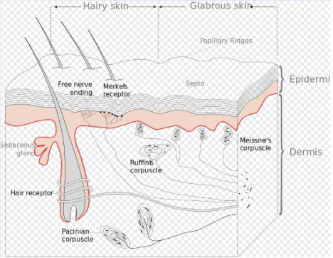 Layers of skin highlighting proprioception